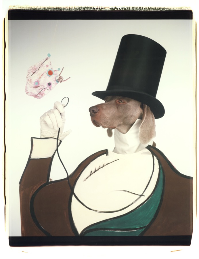 William Wegman, Eustace Tilley, 1999