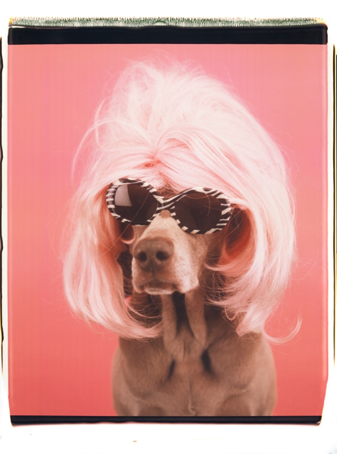 William Wegman, Untitled, 1999