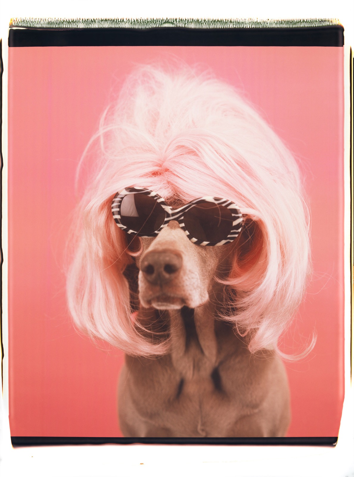 William Wegman, Untitled, 1999