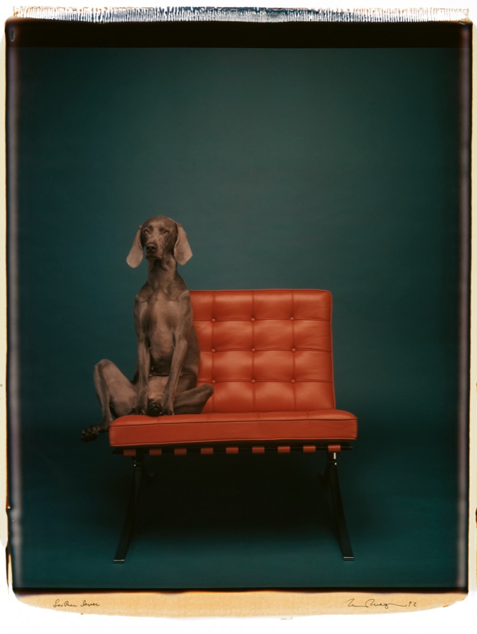 William Wegman, Leather Lever, 1992