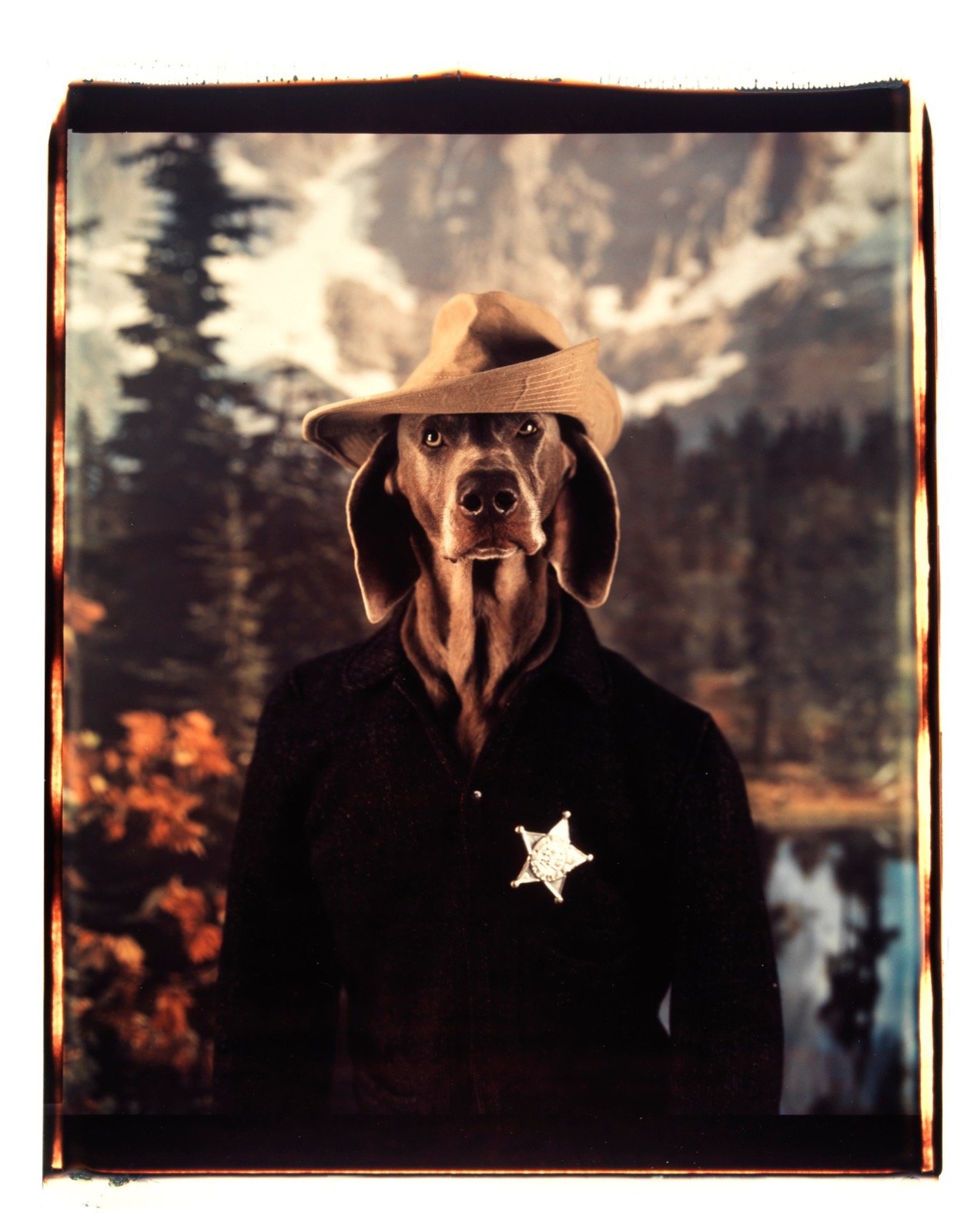 William Wegman, Coming About, 1994