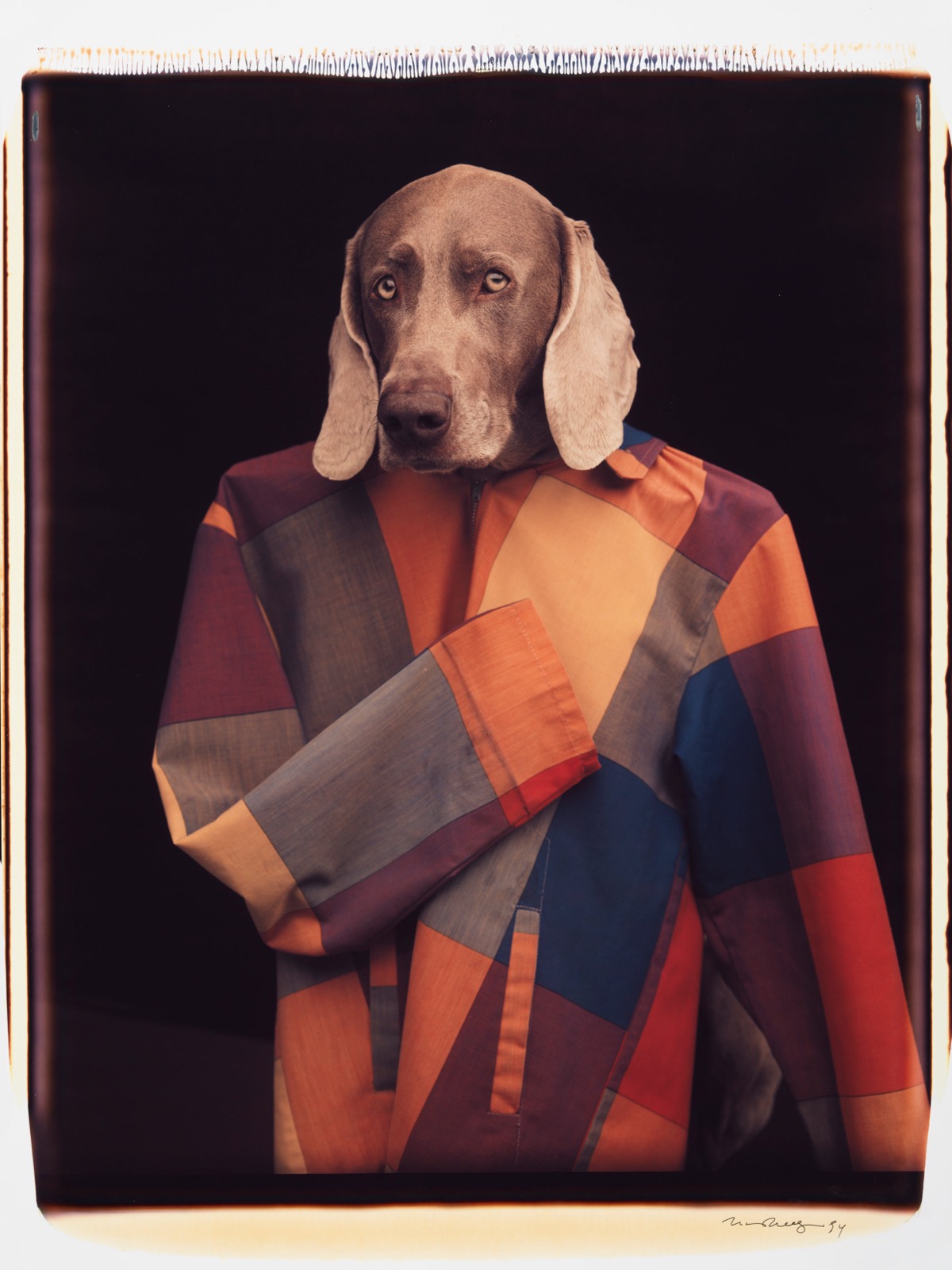 William Wegman, Untitled, 1994
