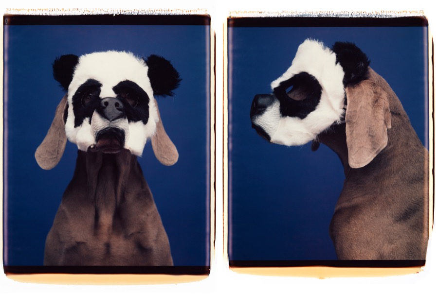 William Wegman, Animalque, 1994