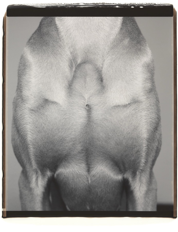 William Wegman, Façade, 2000