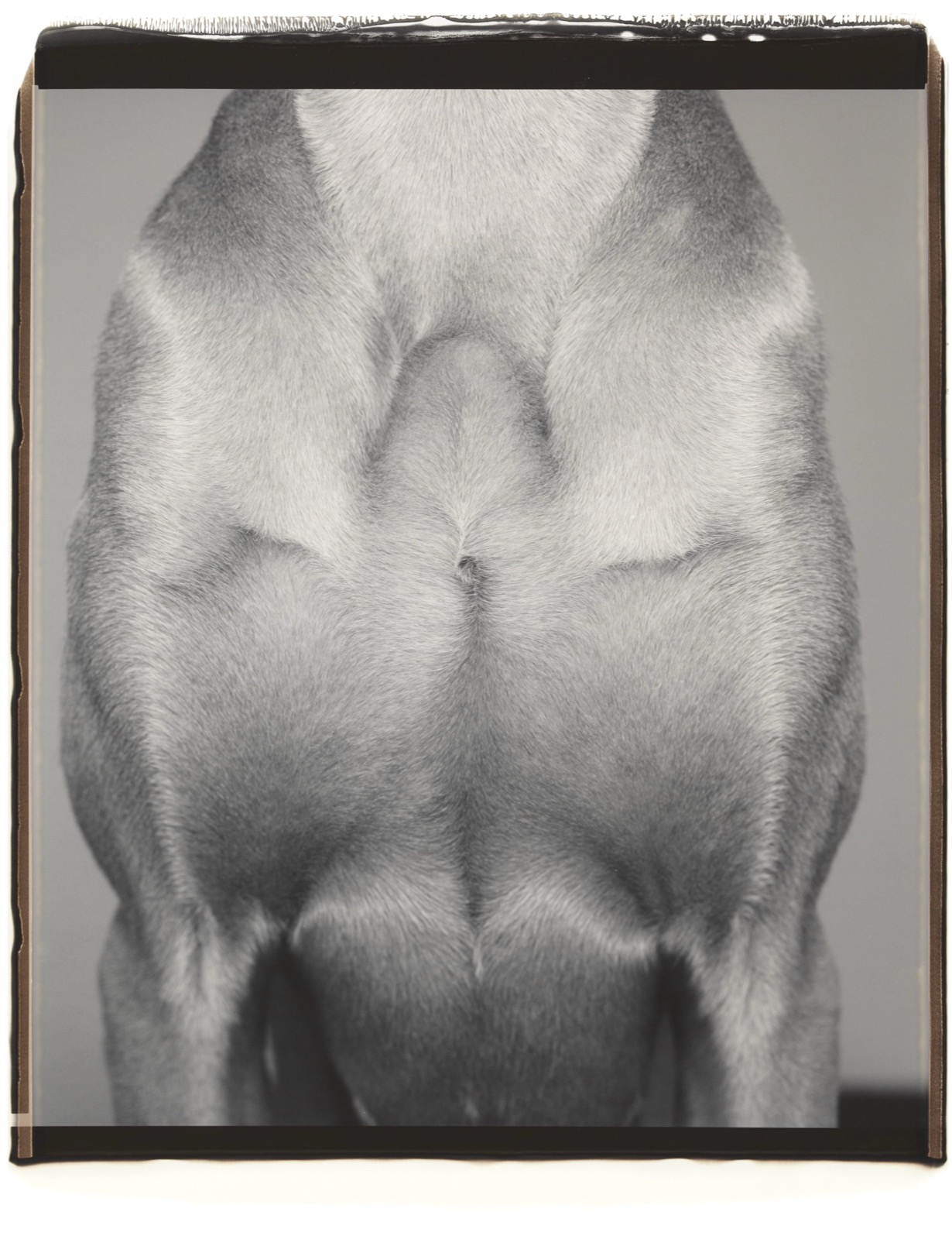 William Wegman, Façade, 2000