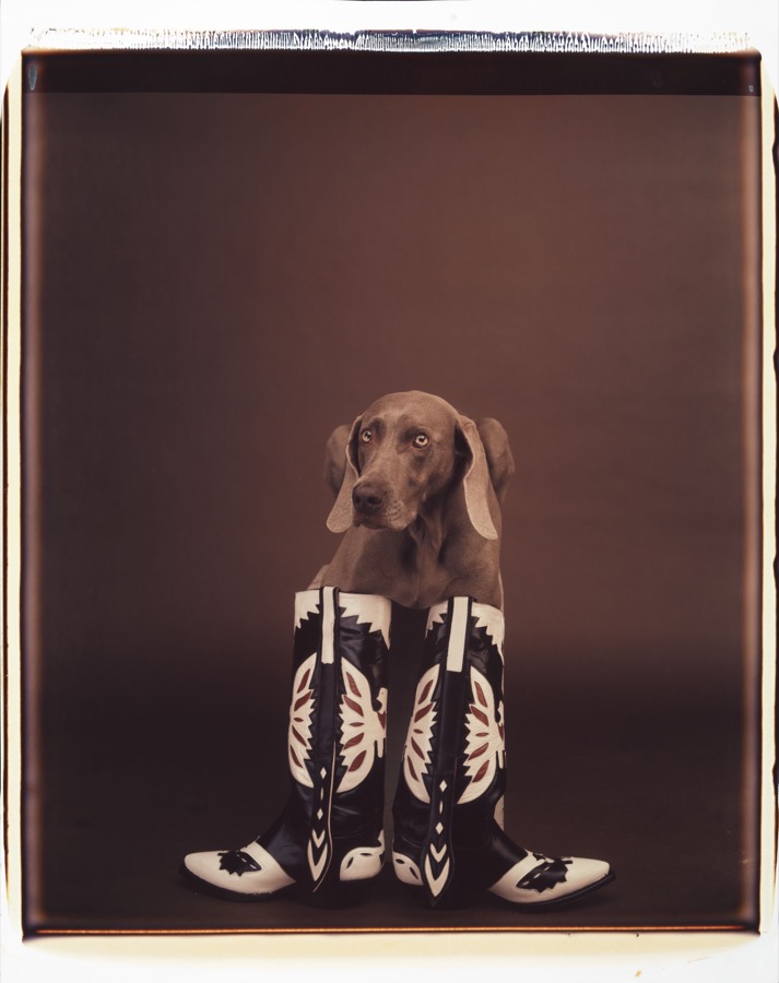 William Wegman, Untitled, 1989
