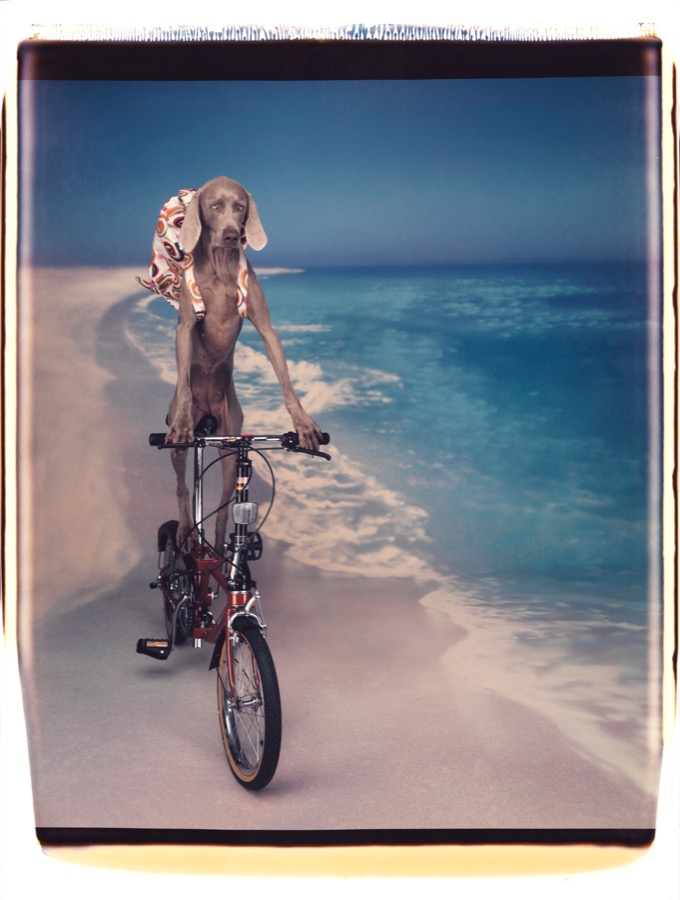 William Wegman, Untitled, 1991
