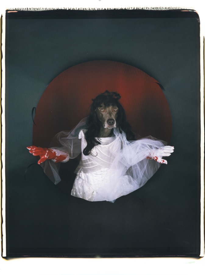 William Wegman, Lucia de Lammermoor, 2007