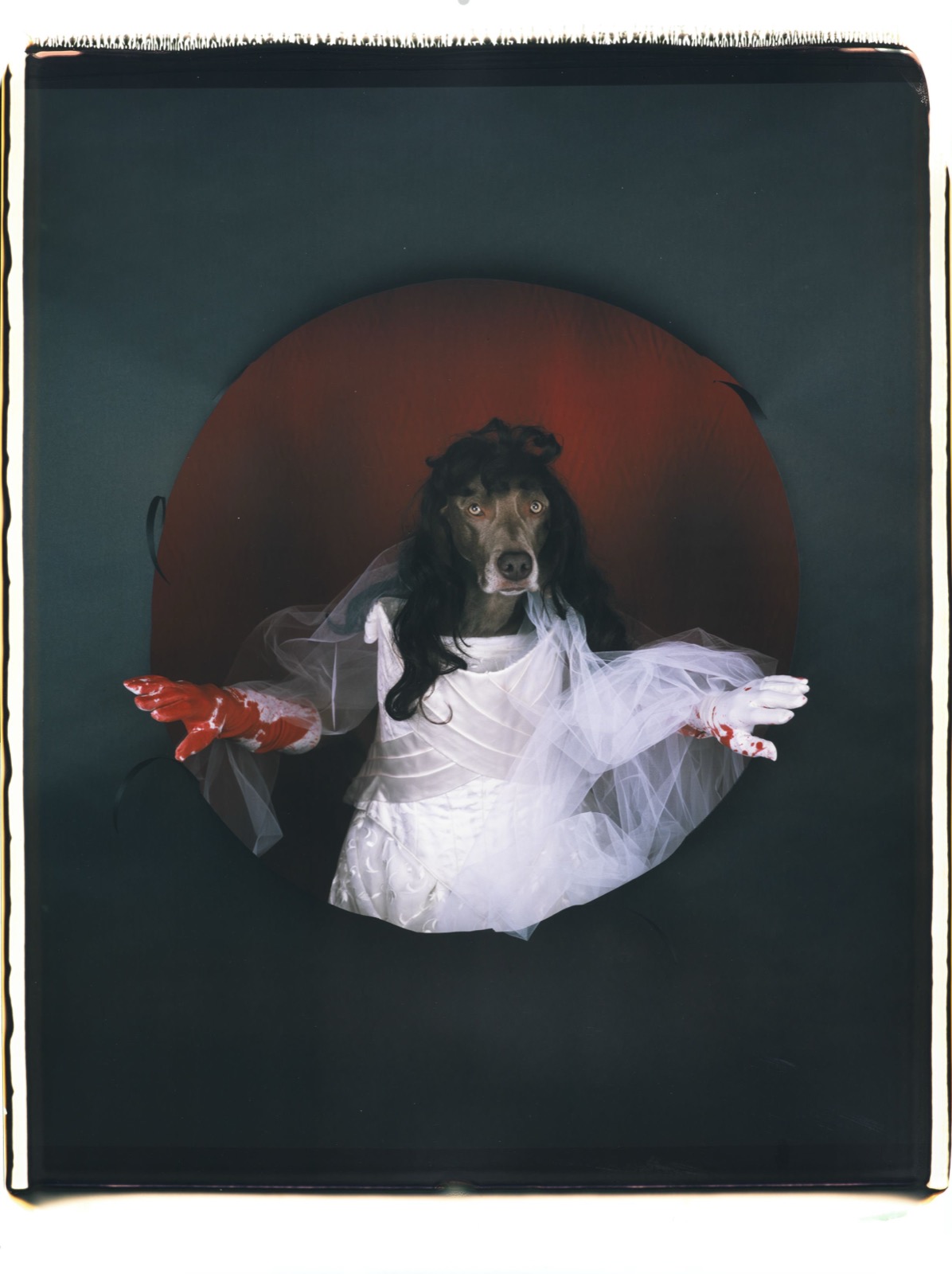 William Wegman, Lucia de Lammermoor, 2007