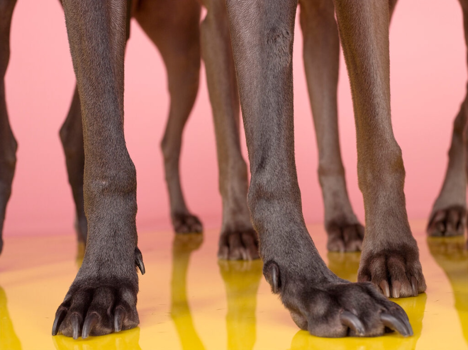 William Wegman, Foot Field, 2006
