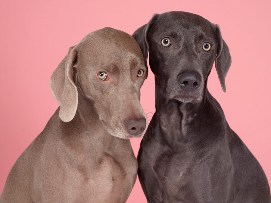 William Wegman, Pen Pals, 2006