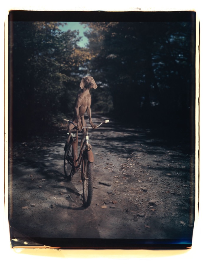 William Wegman, Uphill, 1990