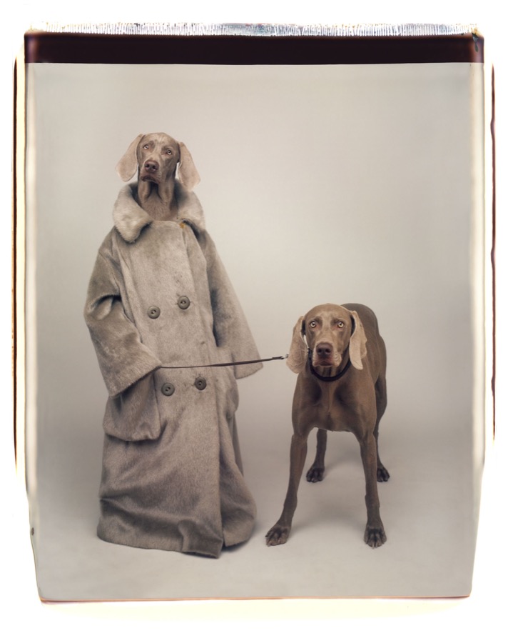 William Wegman, Dog Walker, 1990