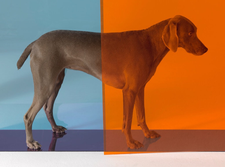 William Wegman, Divide, 2008, 2011