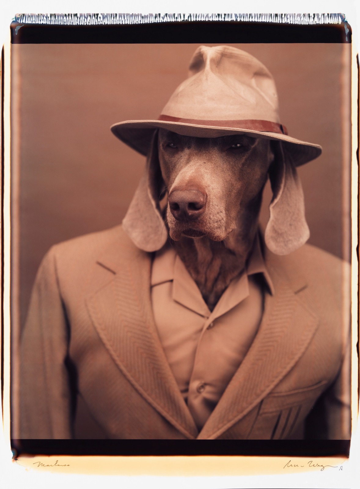 William Wegman, Marlowe, 1996