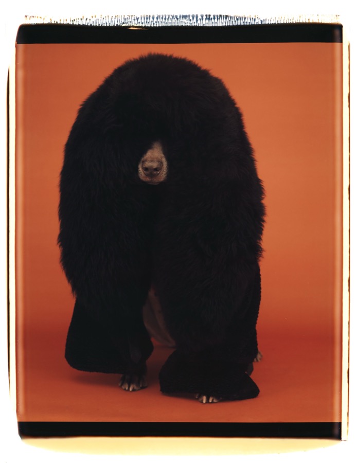 William Wegman, Chow, 1994