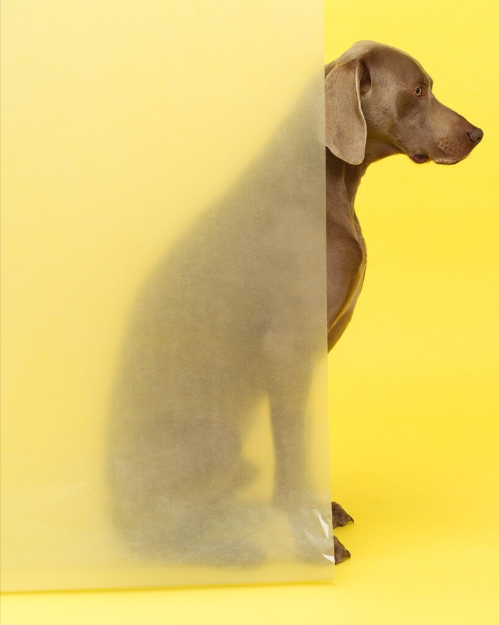 William Wegman, Land O' Lakes, 2004