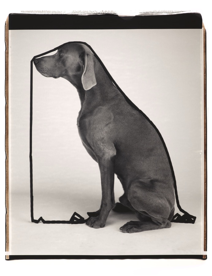 William Wegman, The Line About, 2004