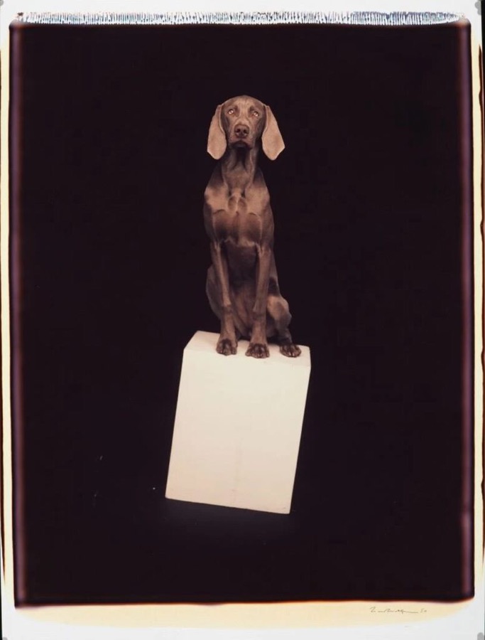 William Wegman, Untitled, 1990