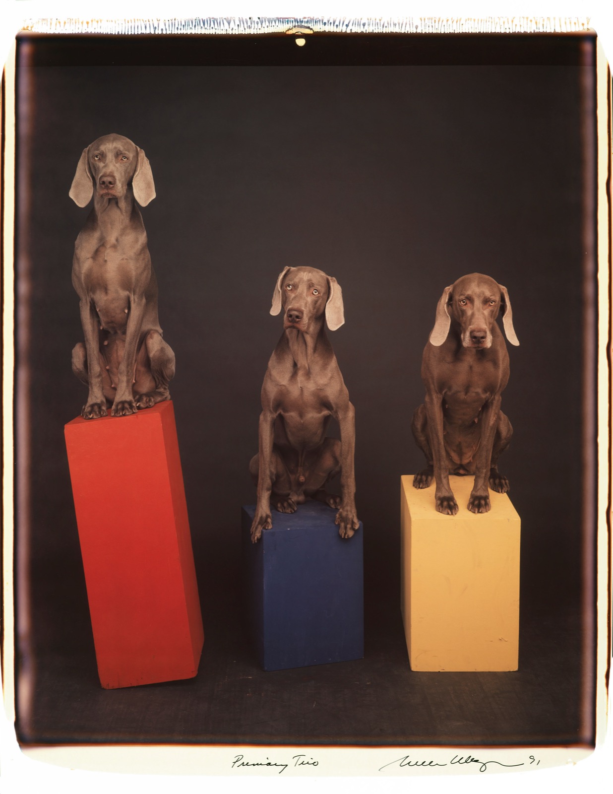 William Wegman, Primary Trio, 1991