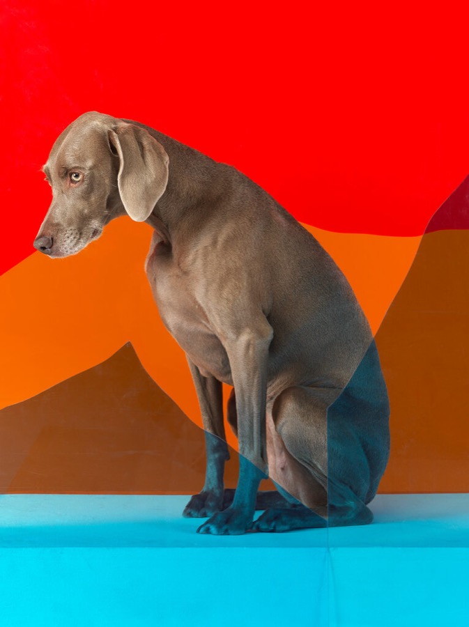 William Wegman, On Edge, 2010, 2008