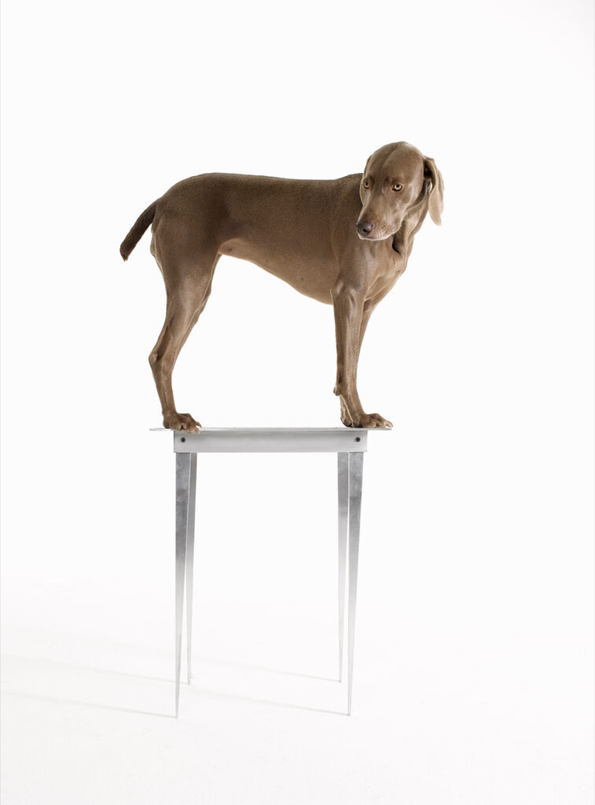 William Wegman, Stilts, 2007