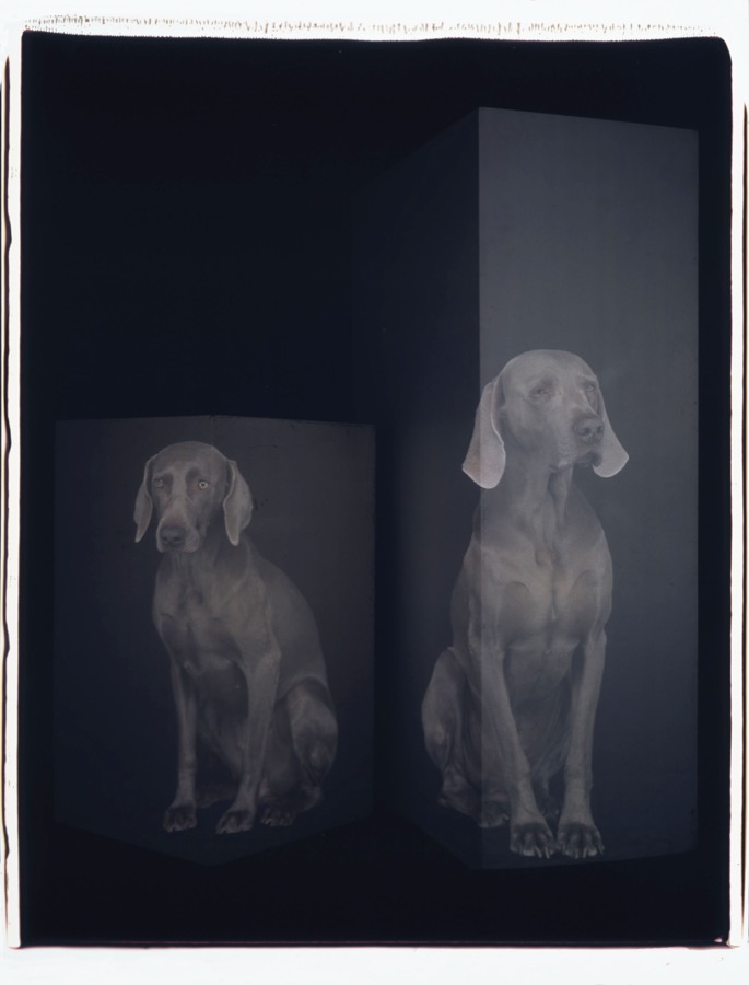 William Wegman, Room Tone, 2003