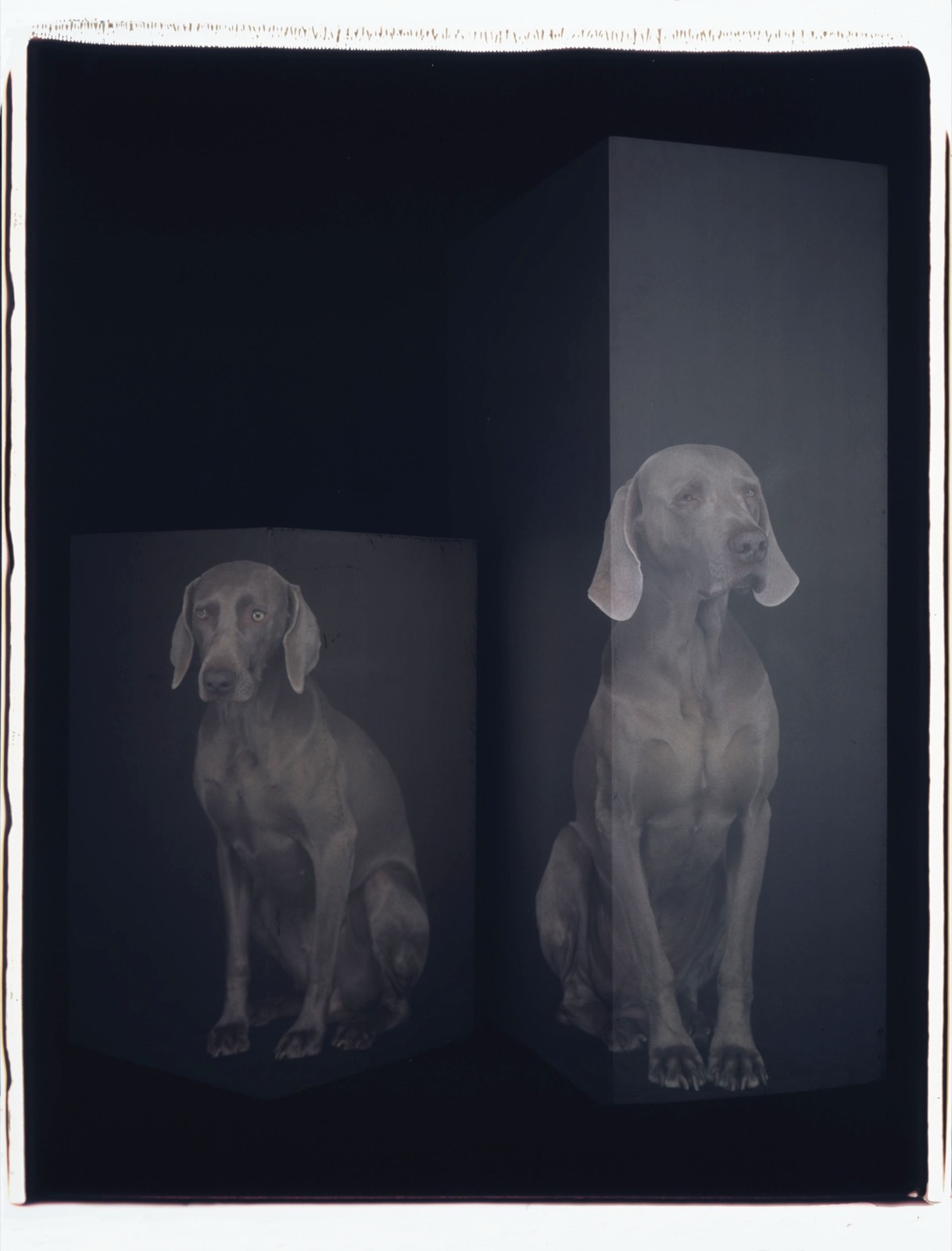 William Wegman, Room Tone, 2003