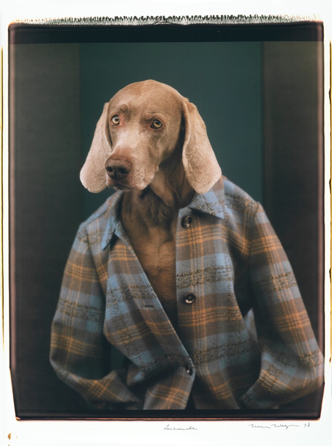 William Wegman, Fashionable, 1998
