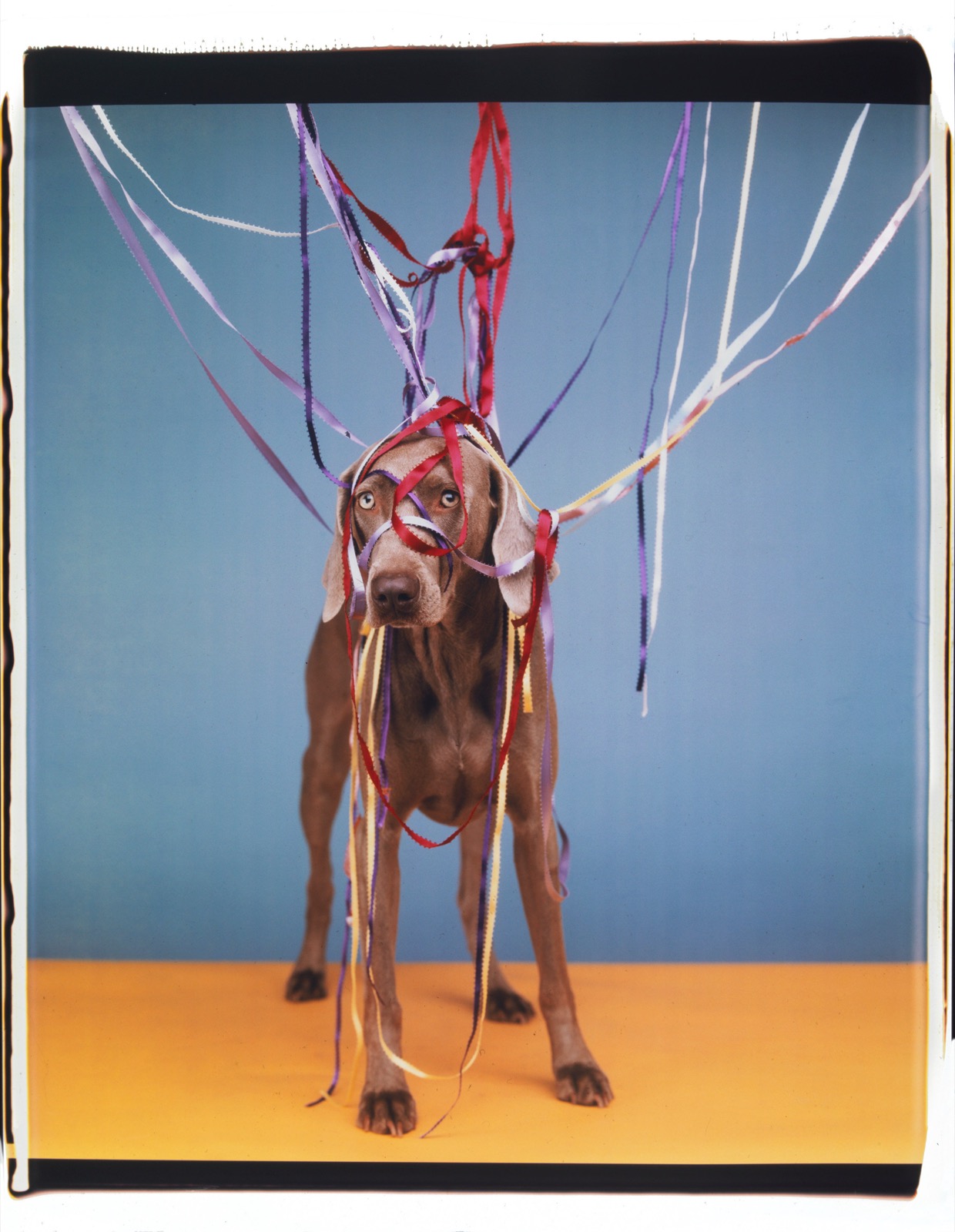 William Wegman, May pole, 2002