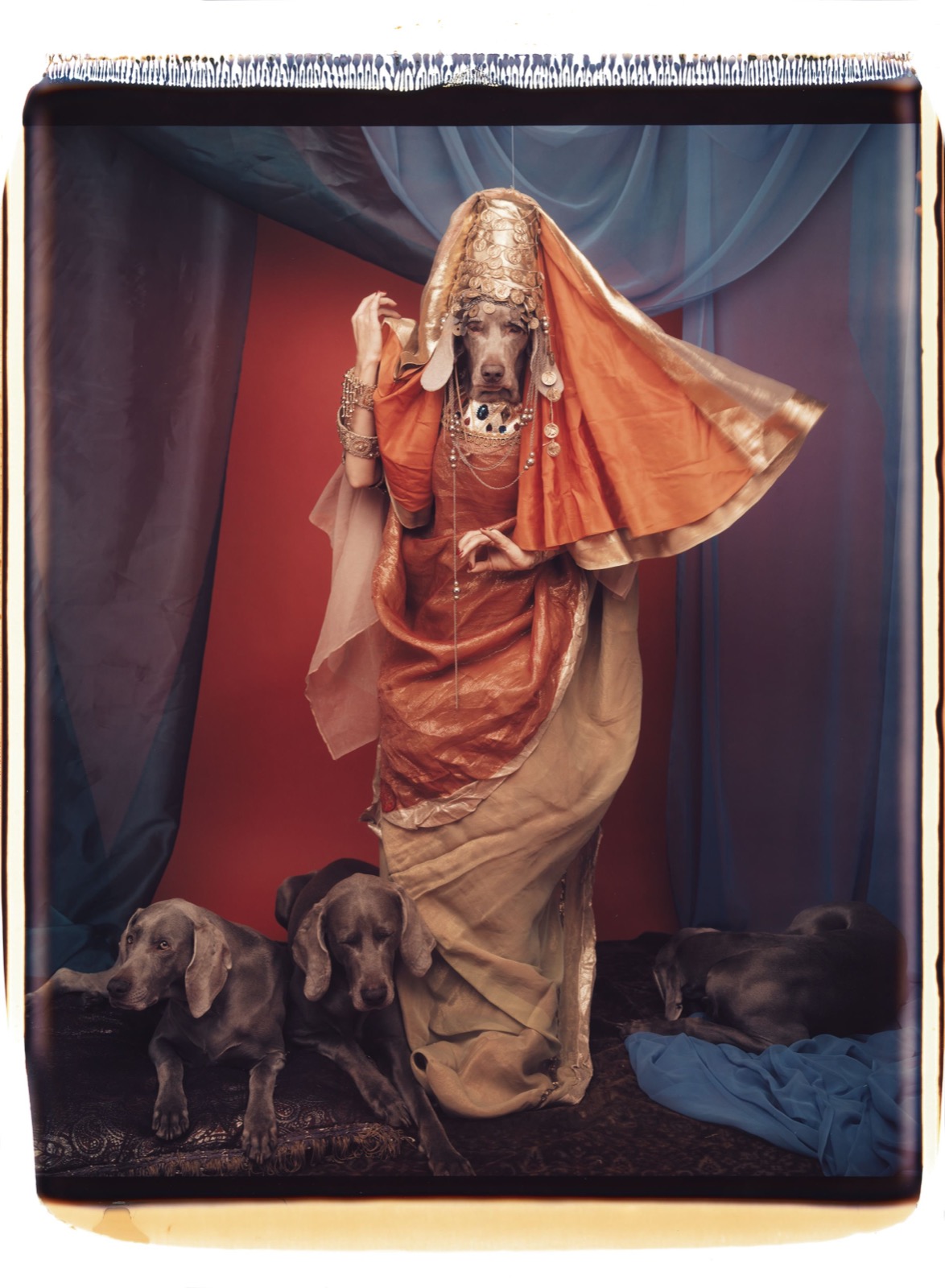 William Wegman, Salome, 1996